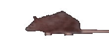 rato